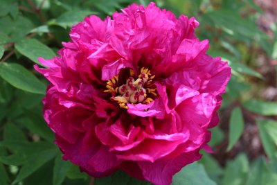 Paeonia suffruticosa - pivoňka keřovitá - květ (5)